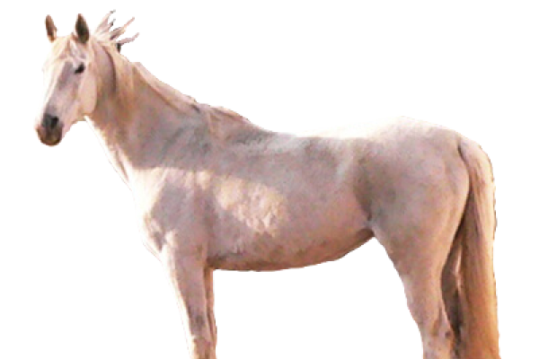 Cavallo Terek