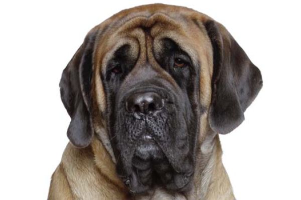 Mastino Inglese