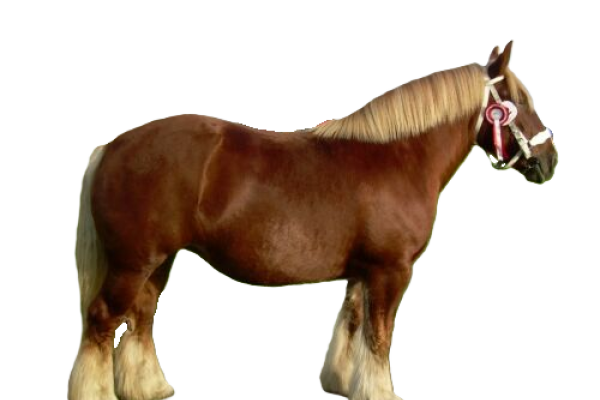 Cavallo Jutland