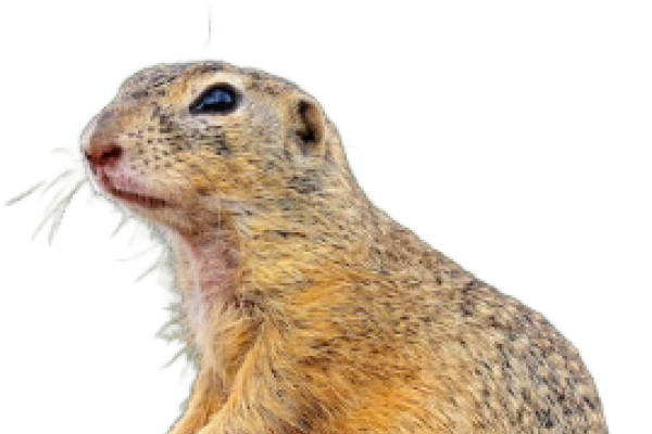 Citello