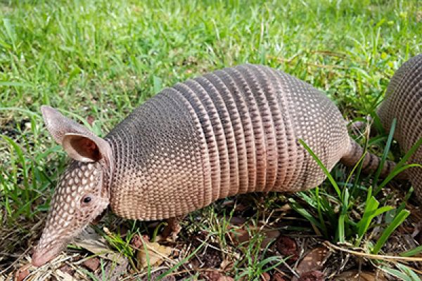 Armadillo