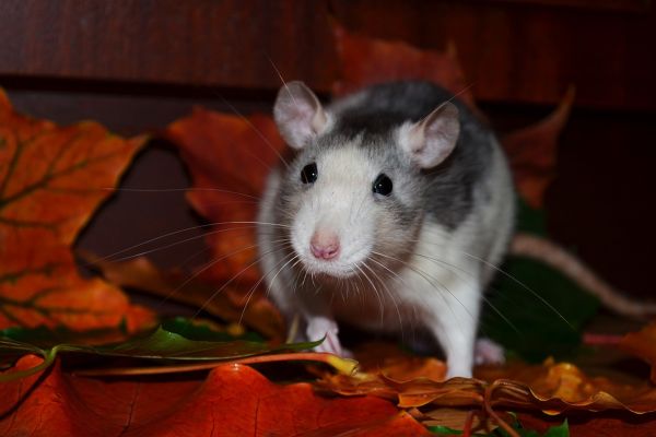 Ratto Domestico