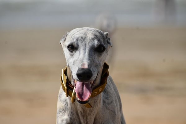 Whippet