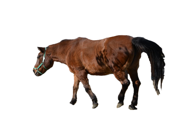 Cavallo Kiso