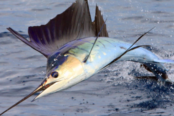 Pesce vela
