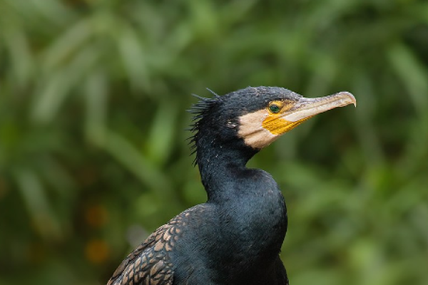 Cormorano