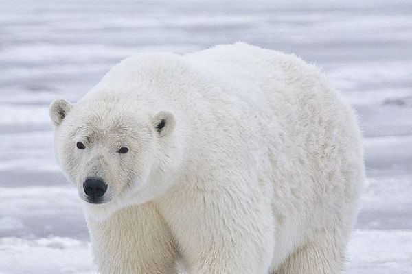 Orso Polare