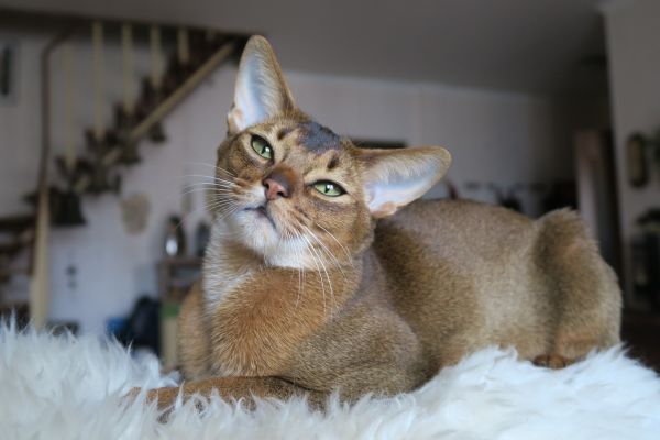 Gatto abissino