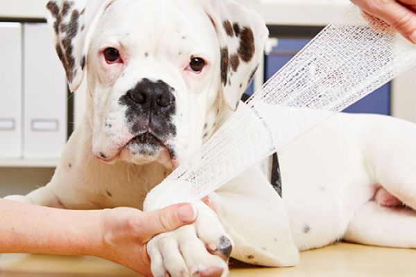 Pronto soccorso cane