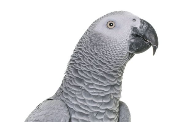 Cenerino