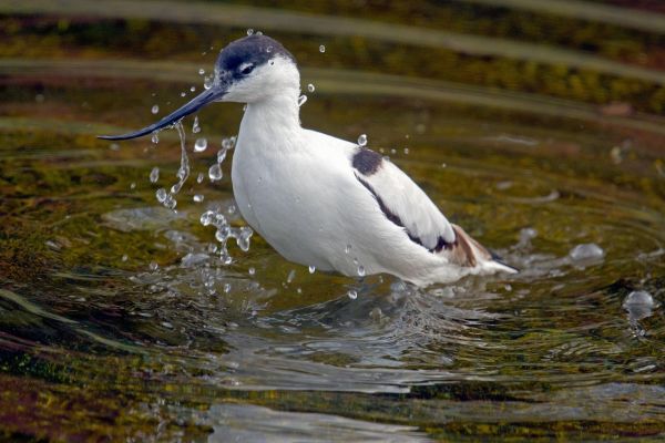 Avocetta