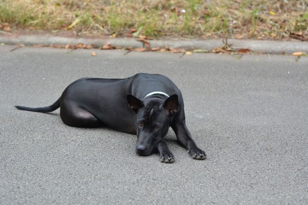 Thai Ridgeback