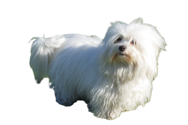 Coton de Tulear