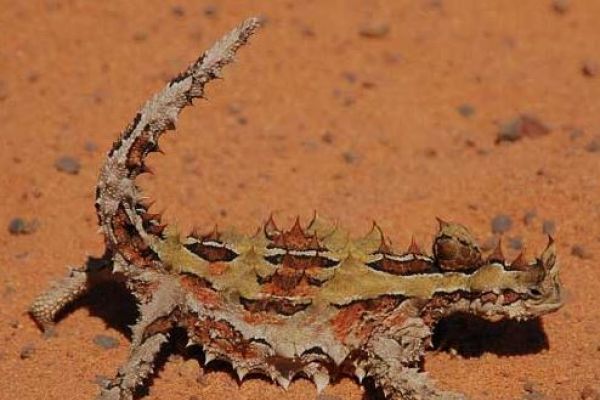 Diavolo spinoso