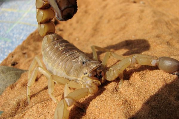 Scorpione del deserto
