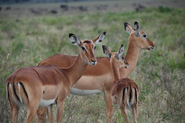 Impala