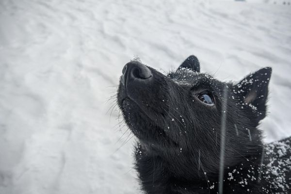 Schipperke