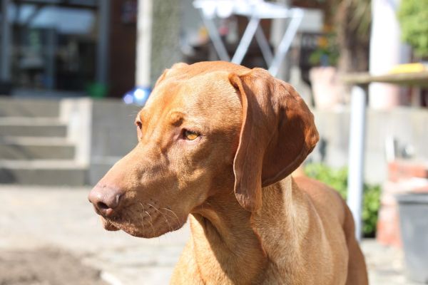 Bracco Ungherese