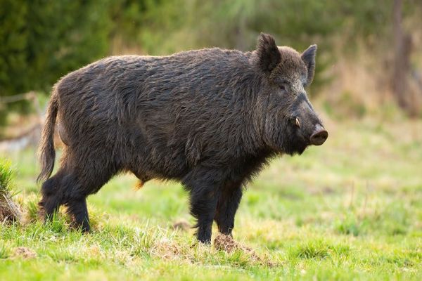 Cinghiale