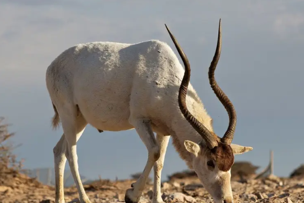 Antilope Addax