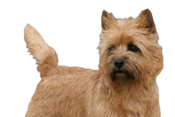 Cairn Terrier