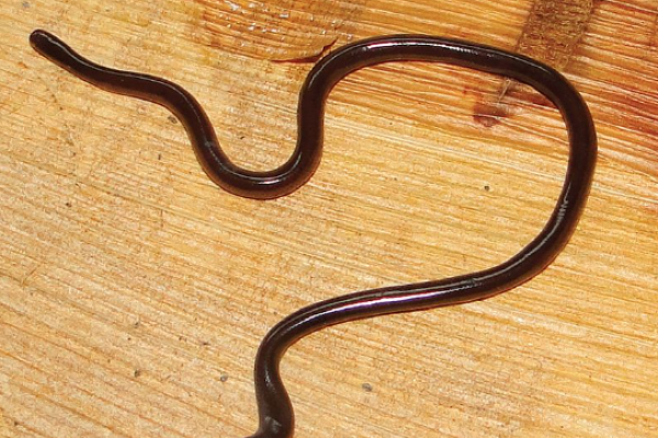 Serpente cieco indiano