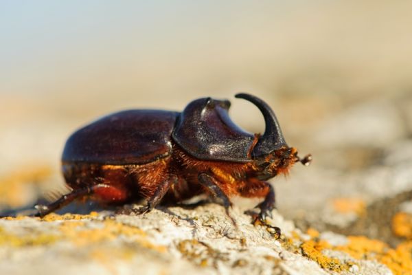 Scarabeo Rinoceronte