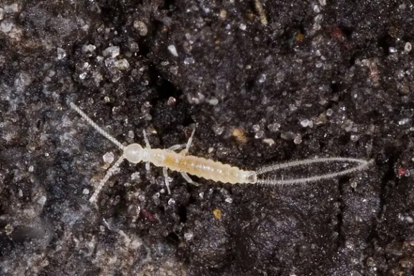 Diplura