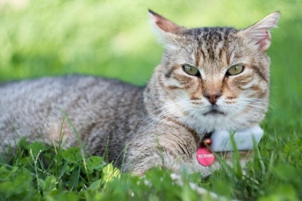 collari con gps per gatti