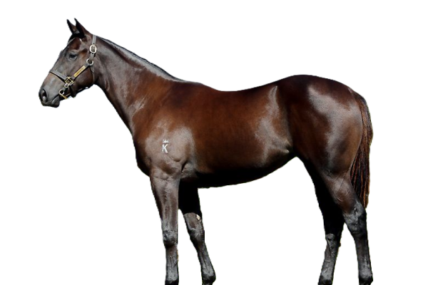 Cavallo Danubiano
