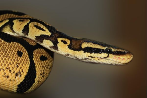 Gli insaziabili pitoni delle Everglades