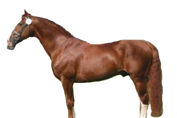 Cavallo Frederiksborg