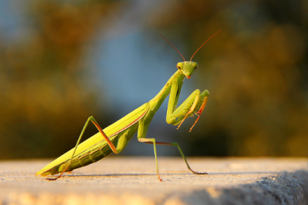 Mantide religiosa