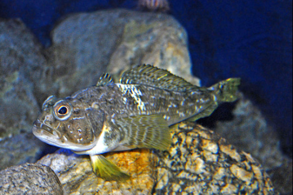 Notothenia della banchisa