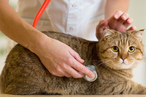 L'epilessia nei gatti: diagnosi e terapia