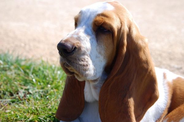 Bassethound