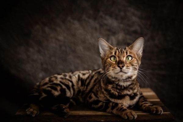Gatto Bengala