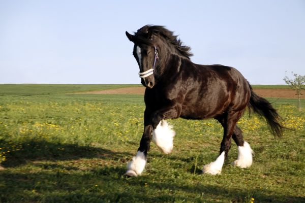 Cavallo shire