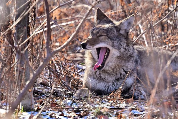 Coyote
