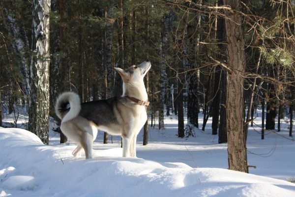 Laika della Siberia Occidentale