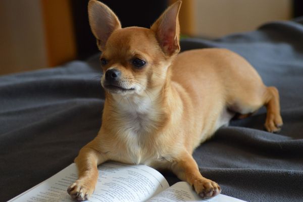 Chihuahua