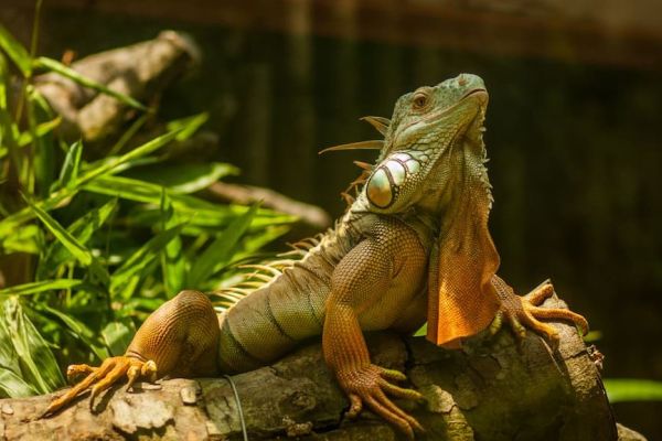 Iguana