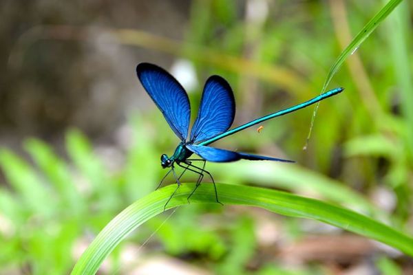 Libellula