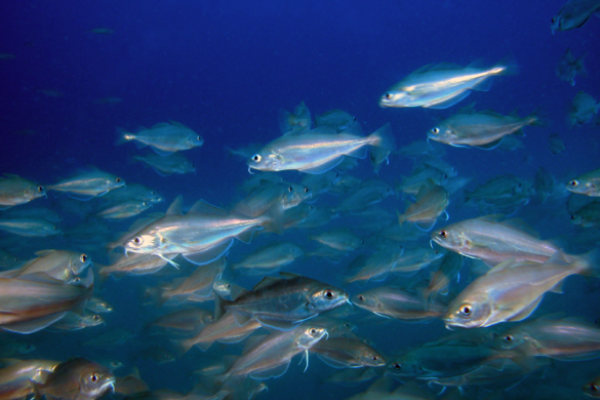 Pesce capelano