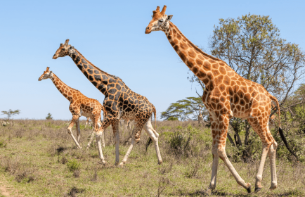 Caratteristiche fisiche della giraffa