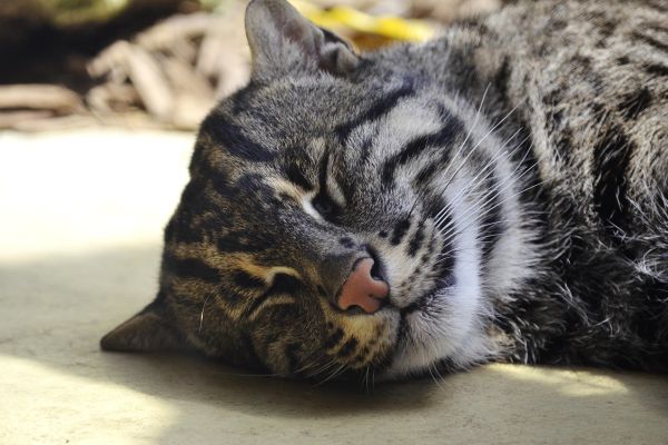 Gatto pescatore
