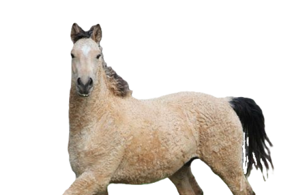 Cavallo Bashkir