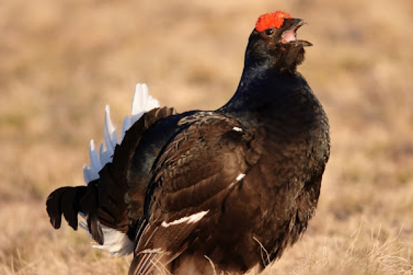 Gallo Forcello