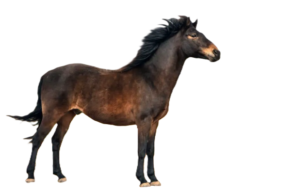 Cavallo Brumby
