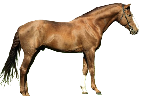 Cavallo Budyonny